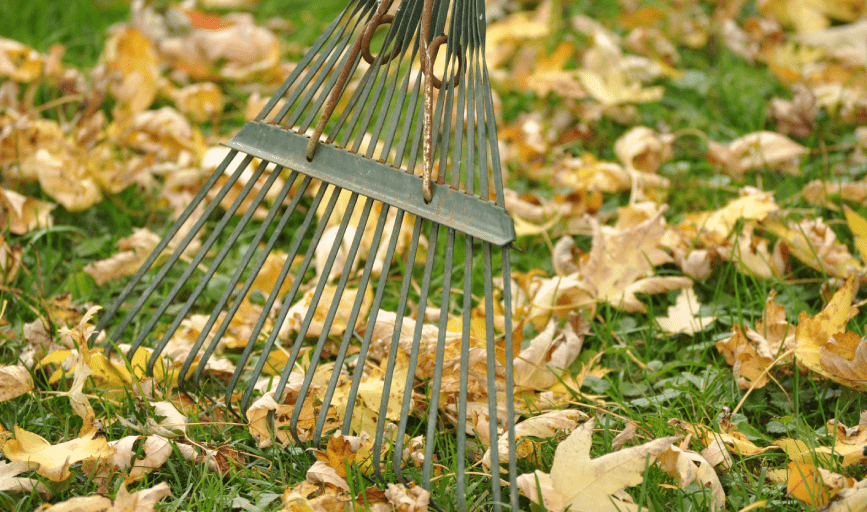 SEASONAL CLEANUP